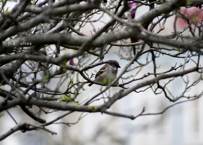 팜스테이 Quinta Do Burgo - Nature *